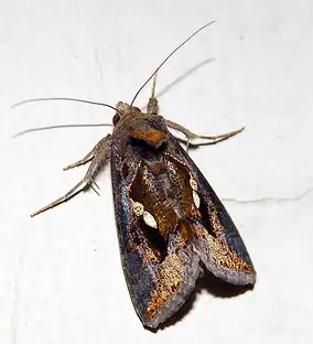 Chrysodeixis_eriosoma (1)
