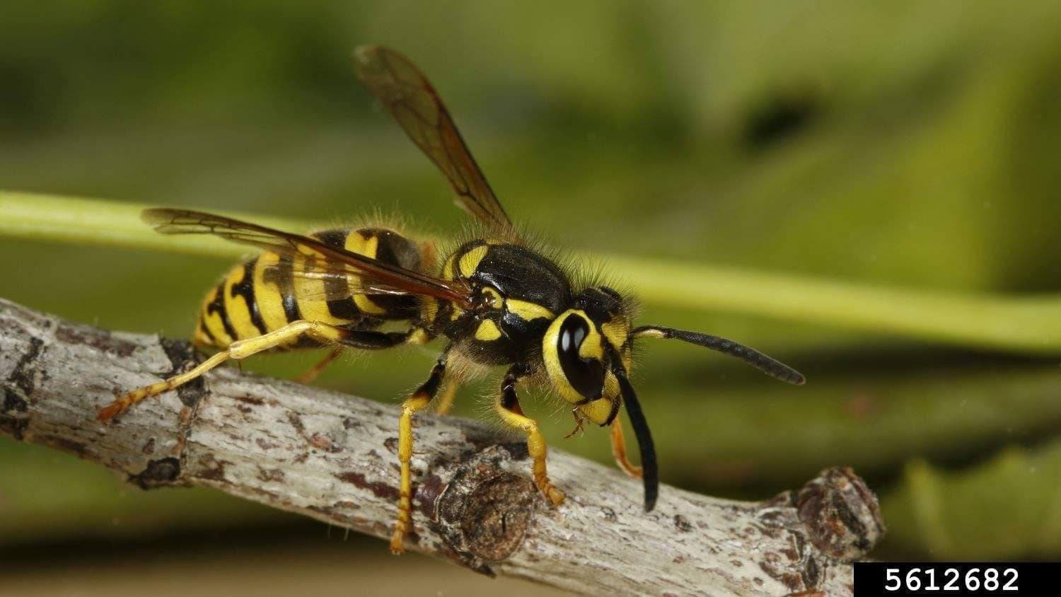Europeen Wasp is a nasty pest and they prefer to make nests in the ground1