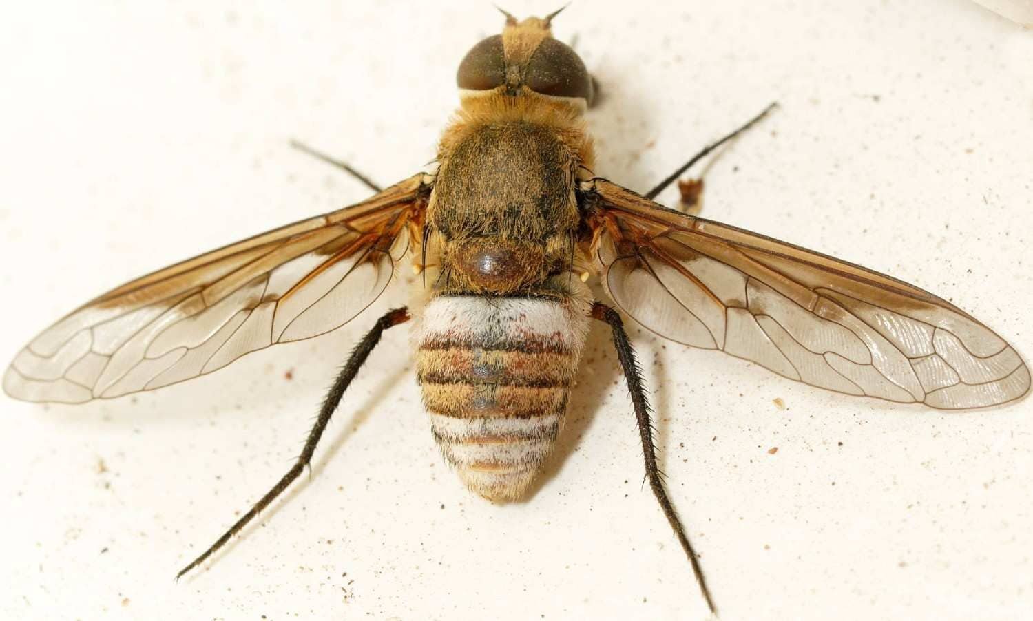 Large-Banded-Bee-Fly-Ligyra-cingulata