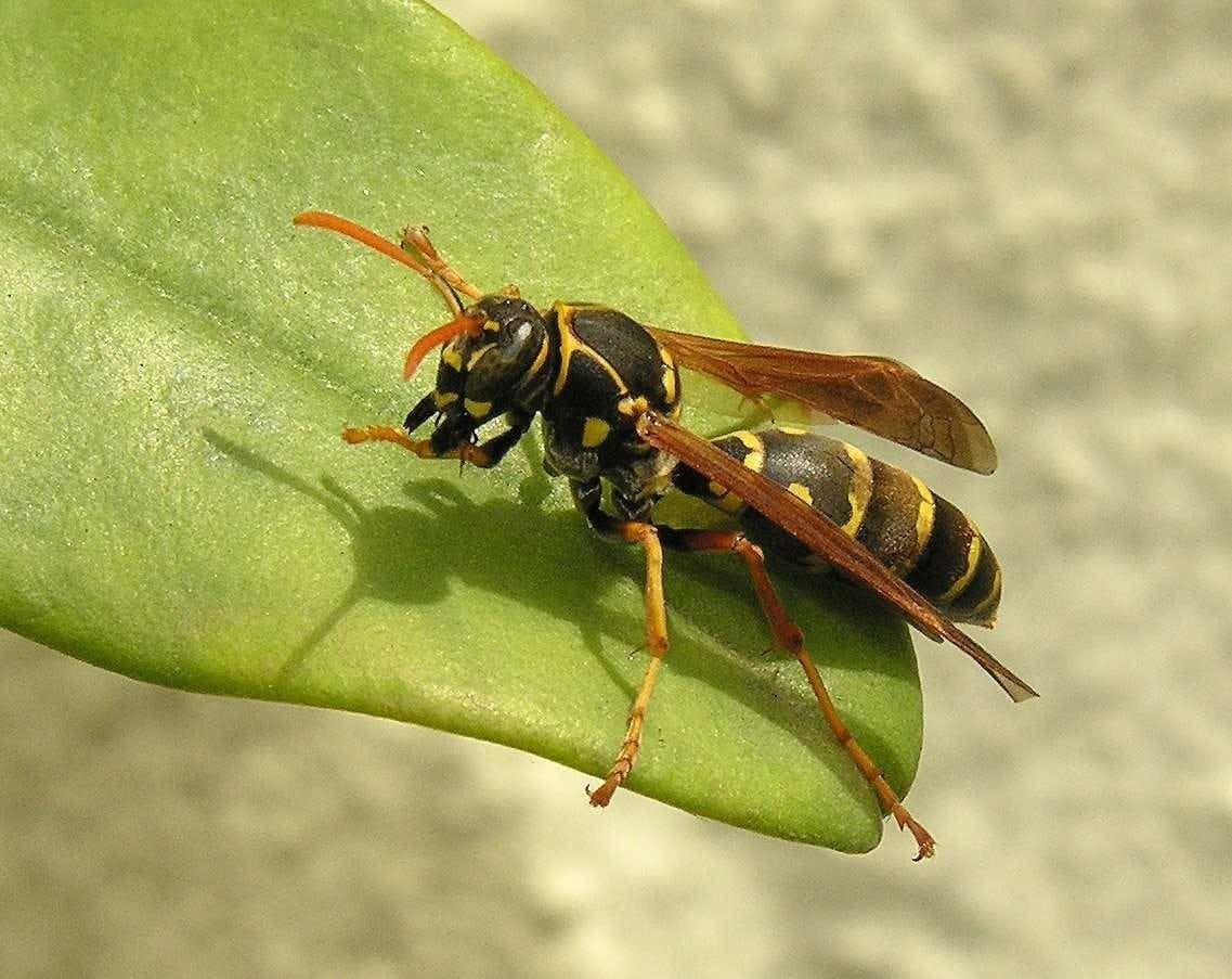 Native Paper wasps are native to the eastern states not WA1