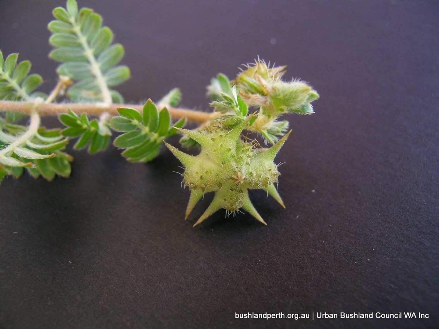 Tribulus-terrestris-Caltrop