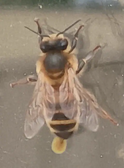 bee2 (1)