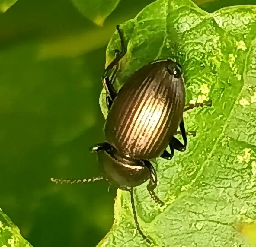 beetle1c