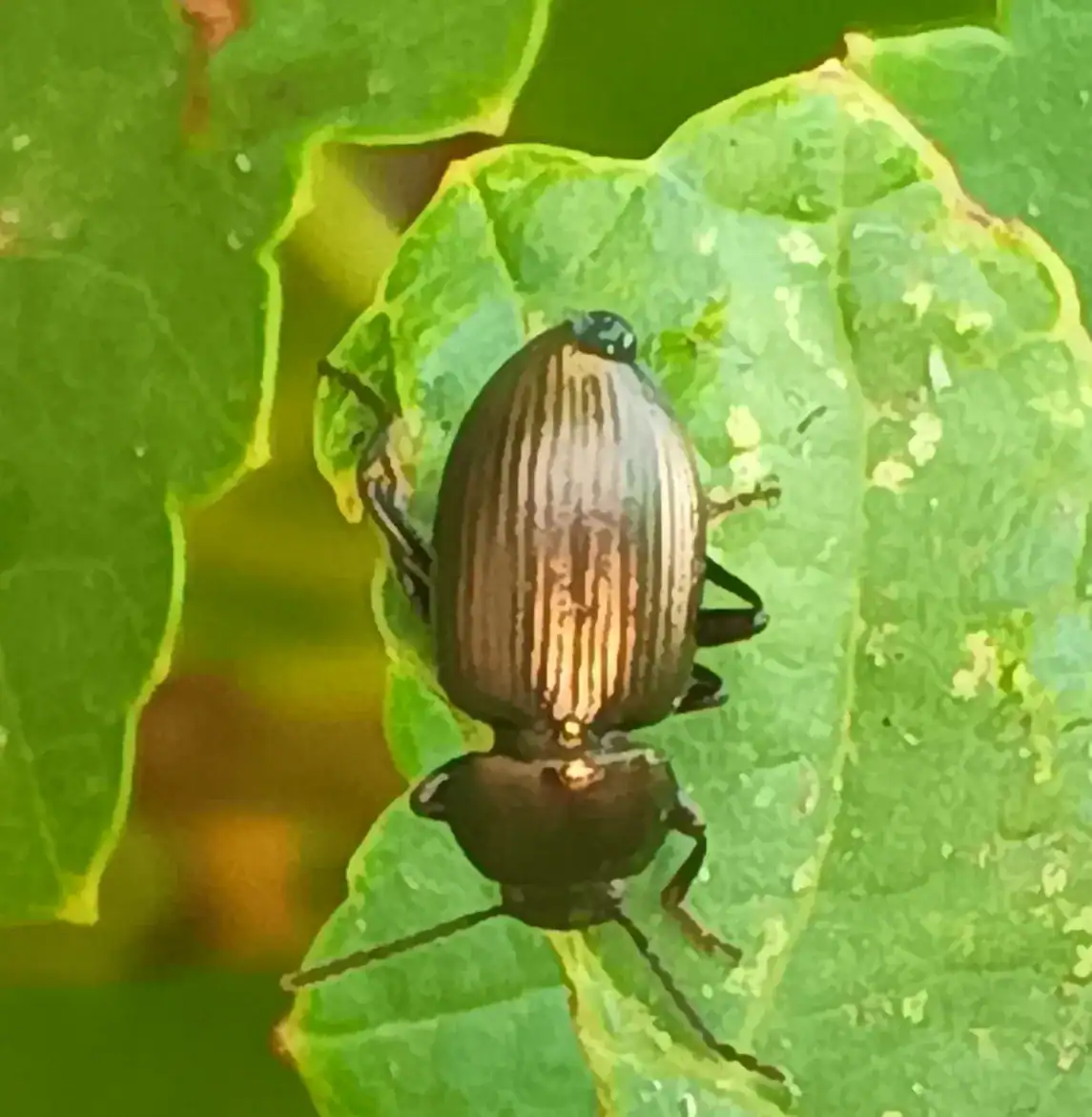 beetle3c