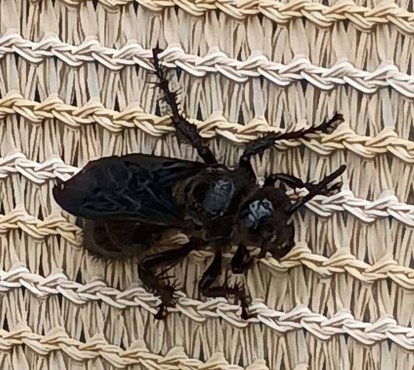 blackdiggerwasp51