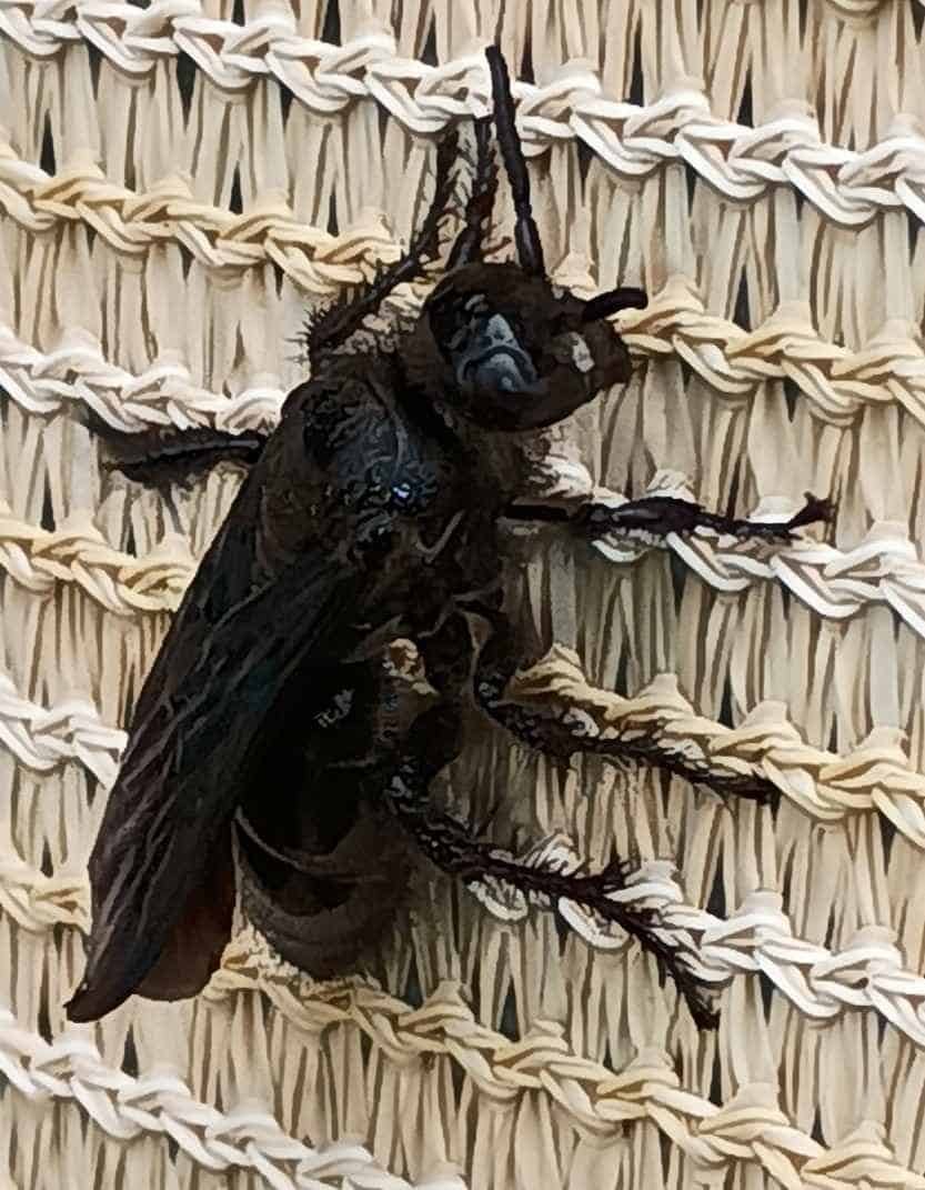 blackdiggerwasp61