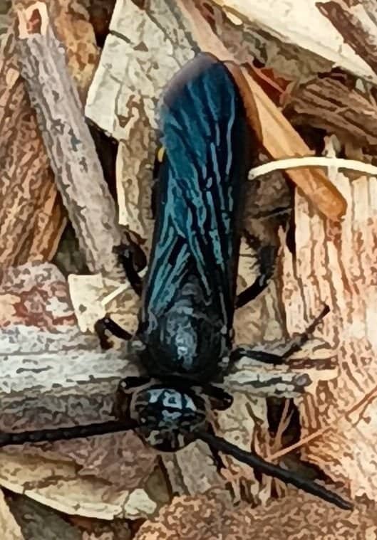 blackdiggerwasp71