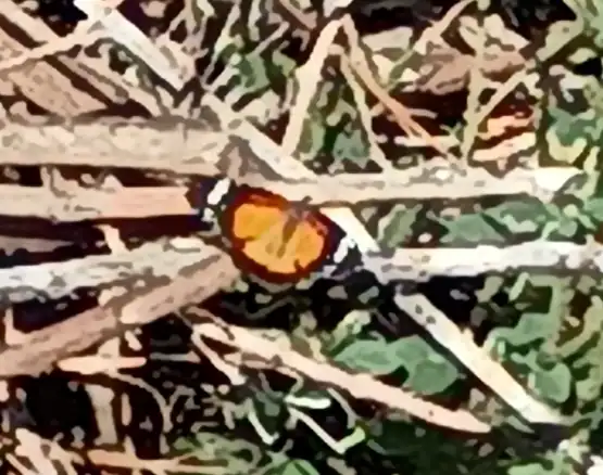 butterfly
