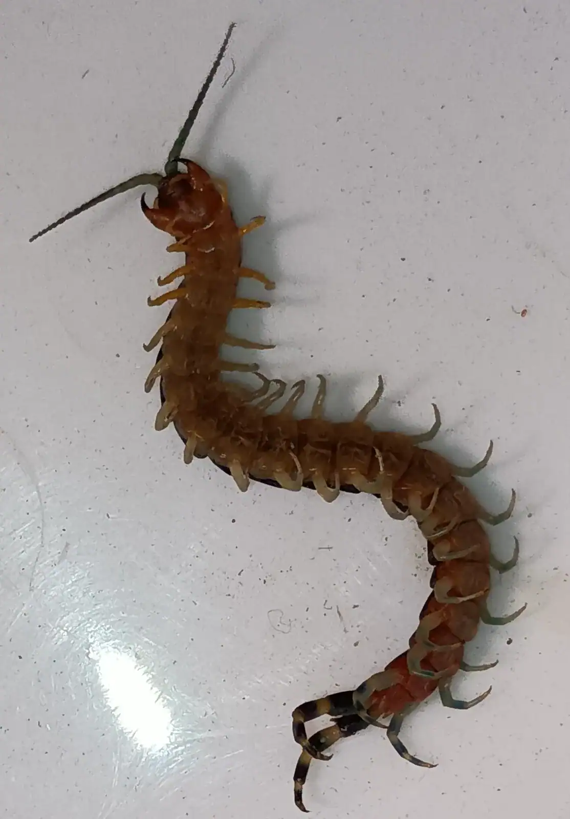 centipede2 (1)