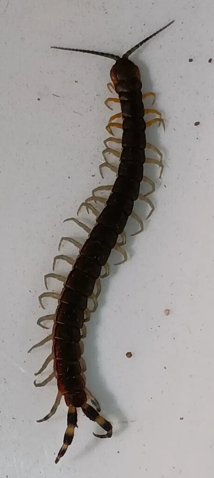centipede3 (1)