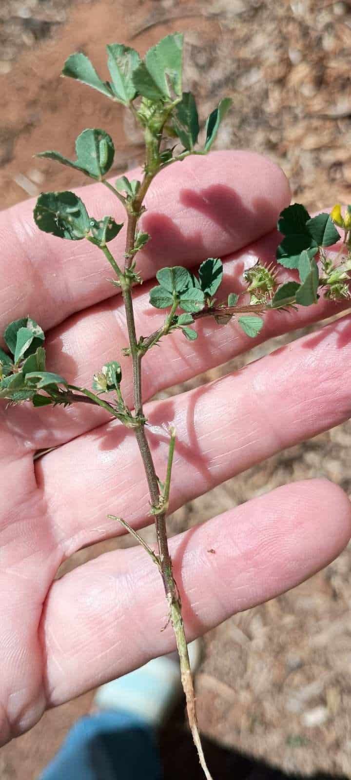 clover-medic