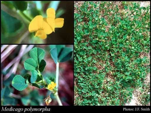 clover medic1