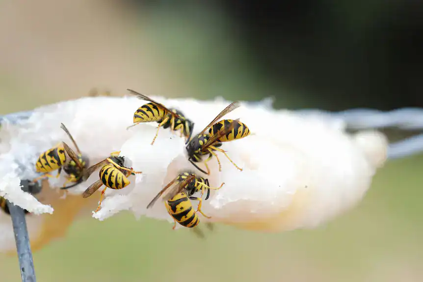 european wasp