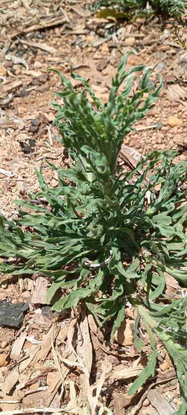fleabane6