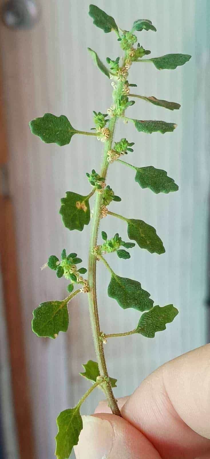 goosefoot1
