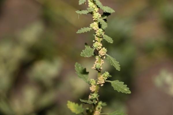 keeled goosefoot