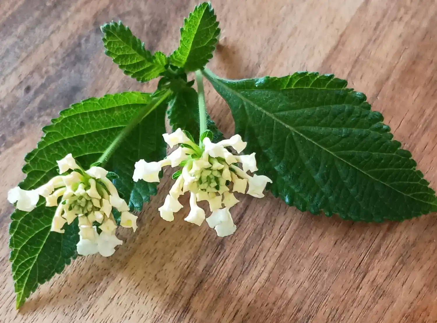 lantana_c