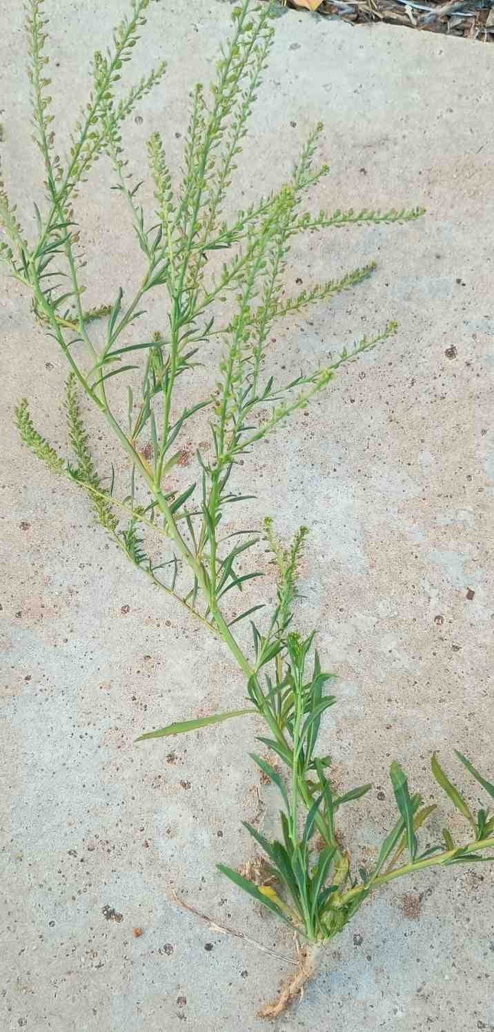 lepidium11