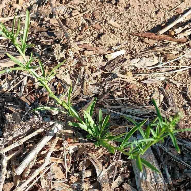 lepidium21