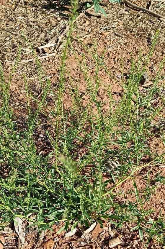 lepidium31