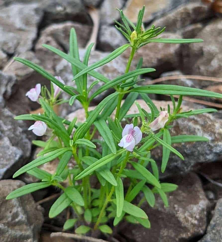 lesser-snapdragon-misopates-orontium