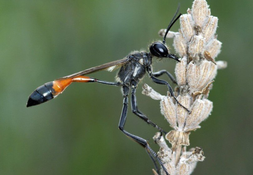 red-belted-sand-wasp2