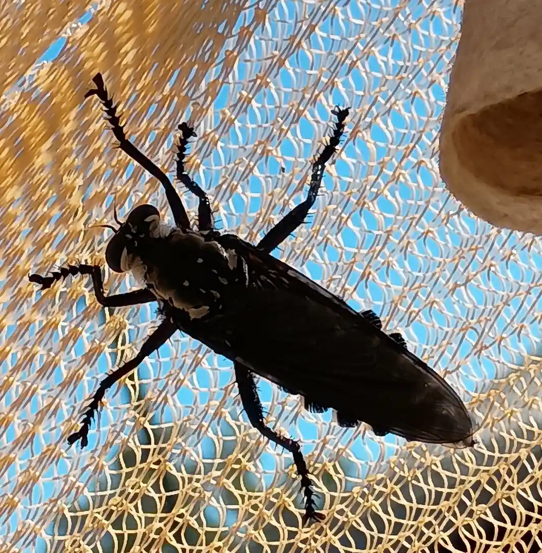 robberfly21
