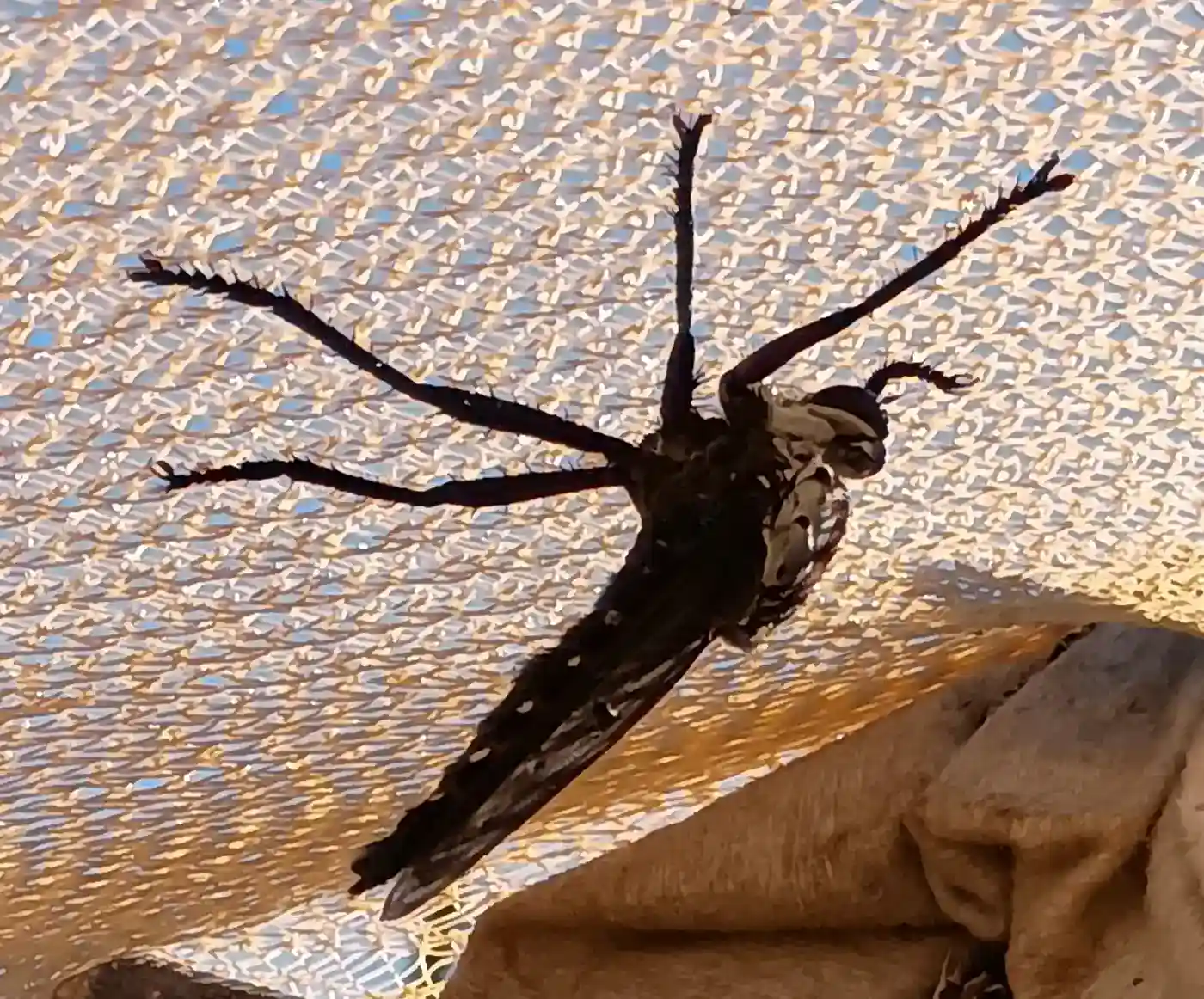 robberfly41