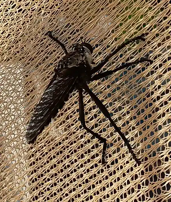 robberfly61