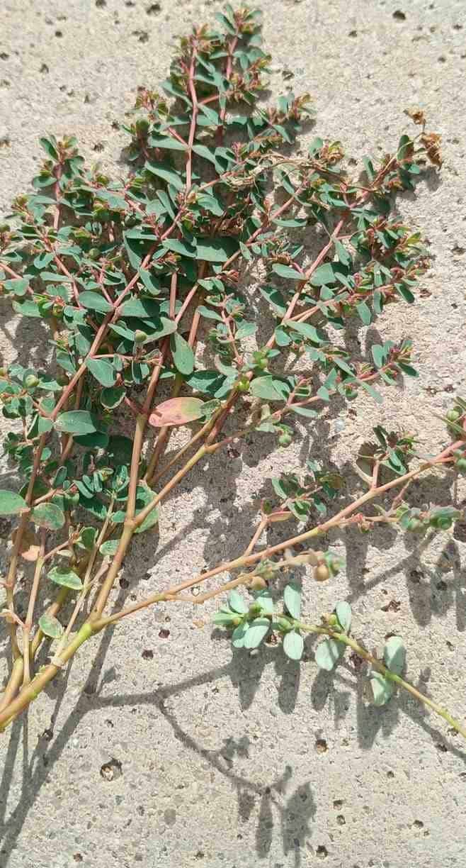 spurge