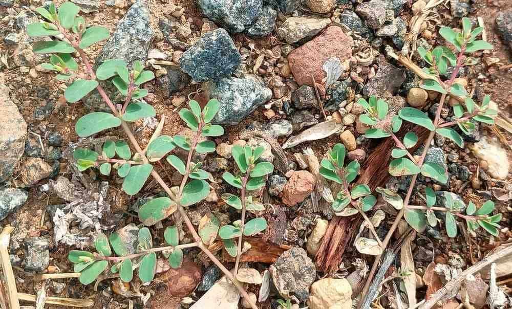 spurge_1