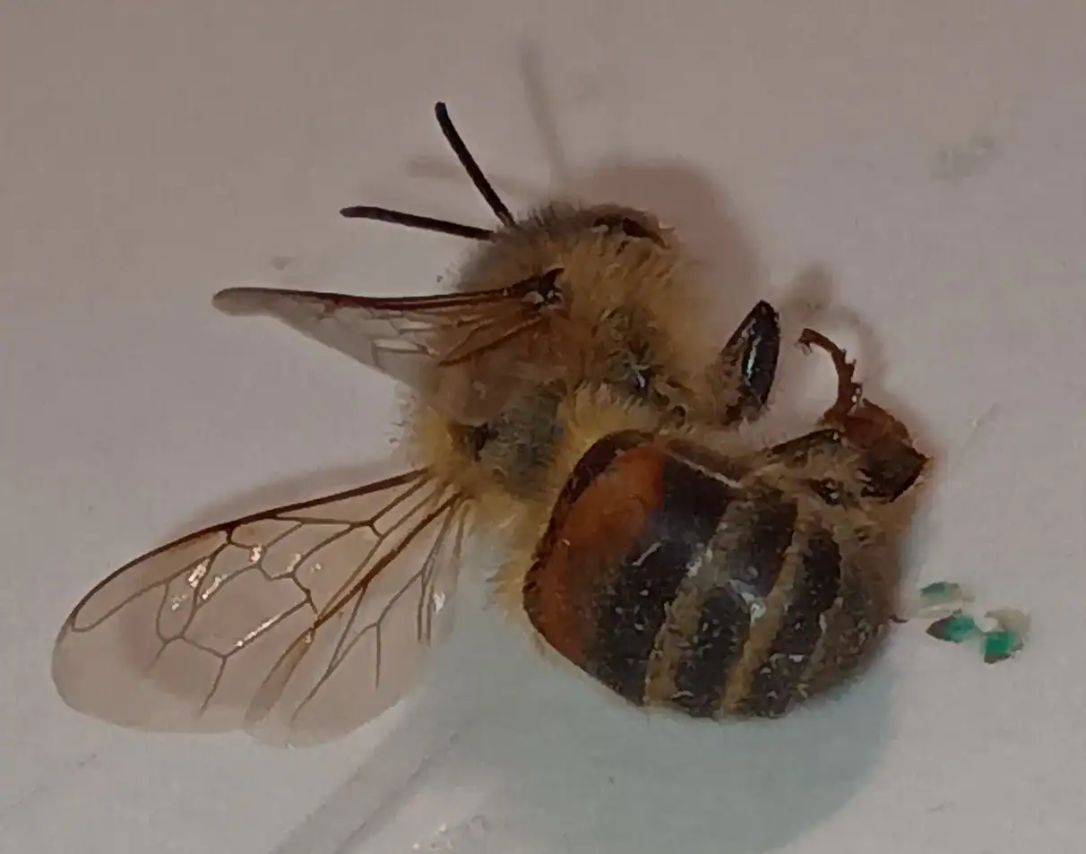 western-honey-bee (1)