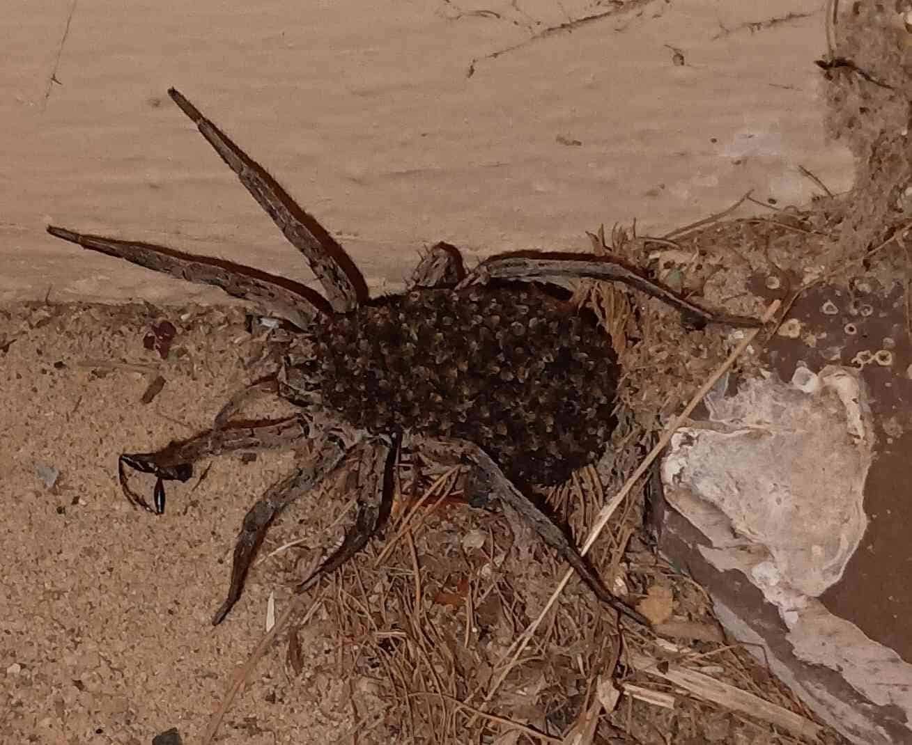 wolfspiderIMG_20260410_2026298881